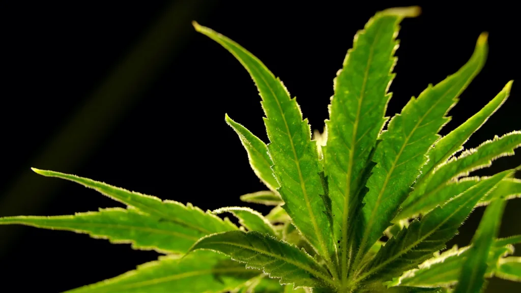 Cannabis-based drug reduces back pain in a large study