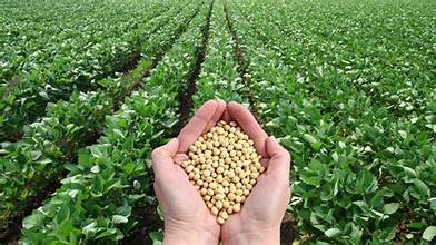 China Halts US Soybean Purchases