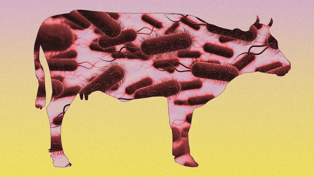 USDA announces ground beef recall over E. coli concerns
