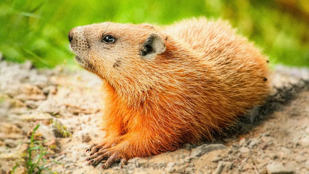 Groundhogs are bad at predicting weather, but they’re valuable animal engineers