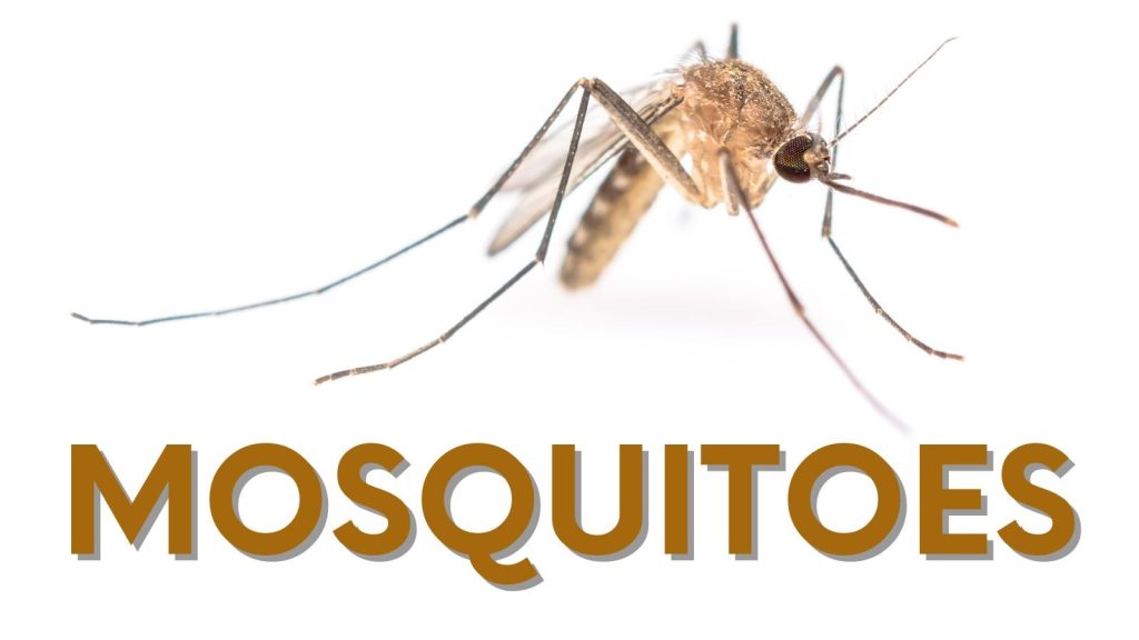 Google’s Debug Project — When Silicon Valley Starts Releasing Insects