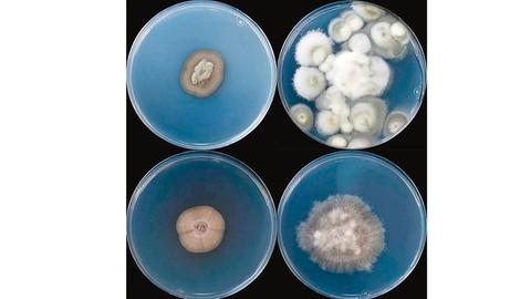 Scientists Find Thriving Fungal Ecosystem Deep Underground