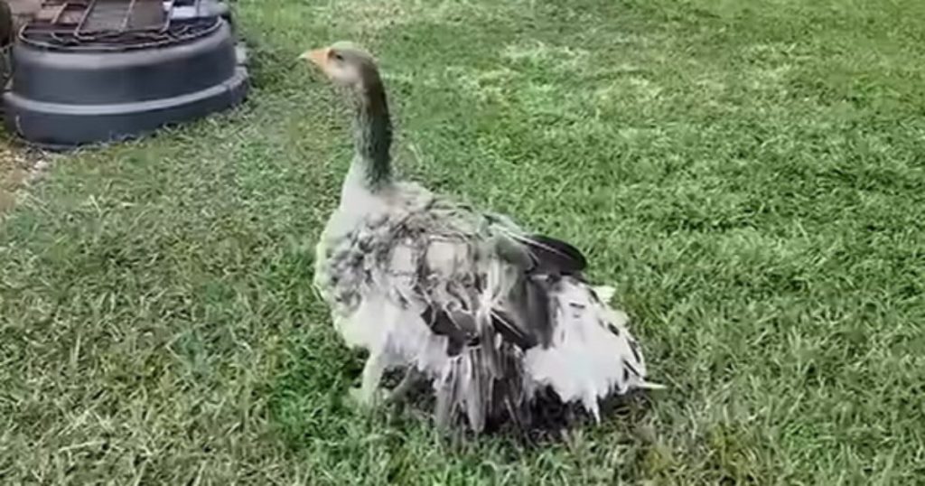 Family’s Pet Goose Sounded Alarm With Loud Honks to Let Them Know Their Barn Had Caught Fire (VIDEO) * The Gateway Pundit * by Mike LaChance