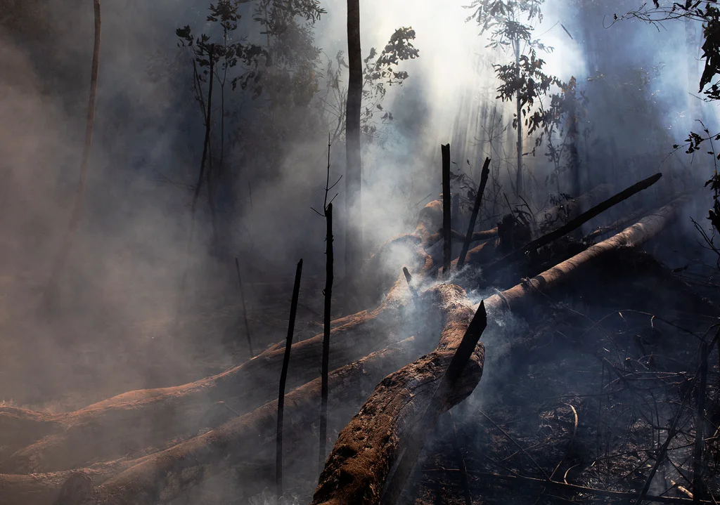 The Amazon rainforest, long known as the ‘lungs of our planet,’ now releases more carbon than it absorbs