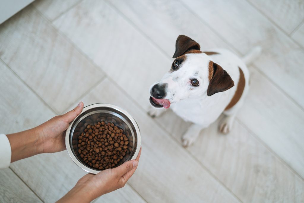 Inside the Lab Where Cats Taste-Test Pet Food for Millions