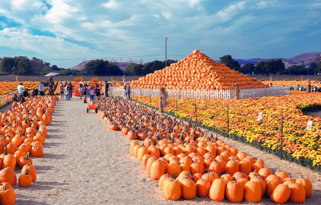 74-Year-Old’s Seasonal Business Brings in $2M in Just 7 Weeks